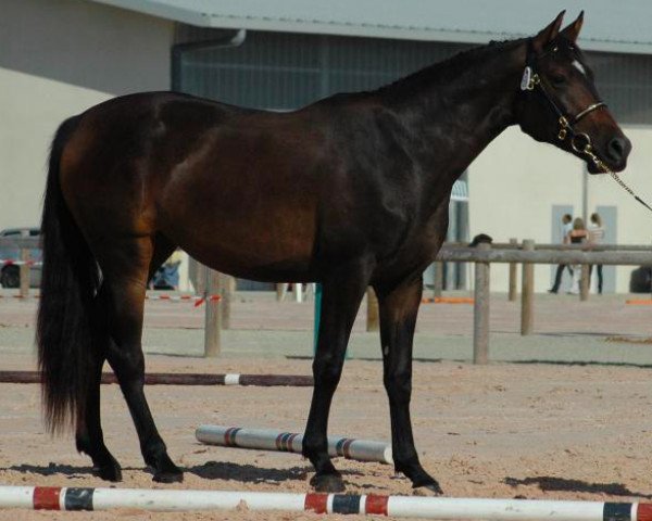 broodmare Roxane de Brekka (Selle Français, 2005, from Quaprice Z)