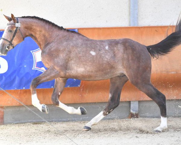 Springpferd Gim Gimli Fondcombe (Selle Français, 2016, von Coupe de Coeur 2)