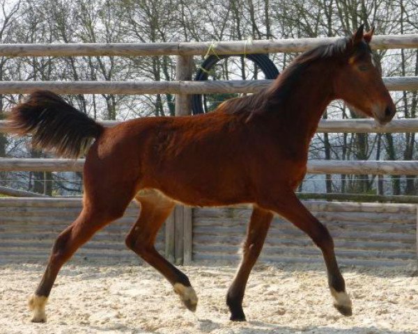 horse Daelor Fondcombe (Selle Français, 2013, from Lando)