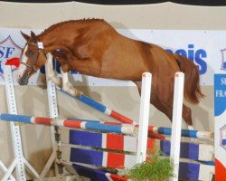 broodmare Saura de Fondcombe (Selle Français, 2006, from Balou du Rouet)