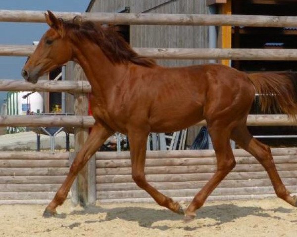 Springpferd Caranor Fondcombe (Selle Français, 2012, von Kalaska de Semilly)