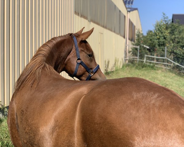 dressage horse Viva Forever 3 (German Riding Pony, 2019, from RM V-Power)
