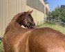 dressage horse Viva Forever 3 (German Riding Pony, 2019, from RM V-Power)