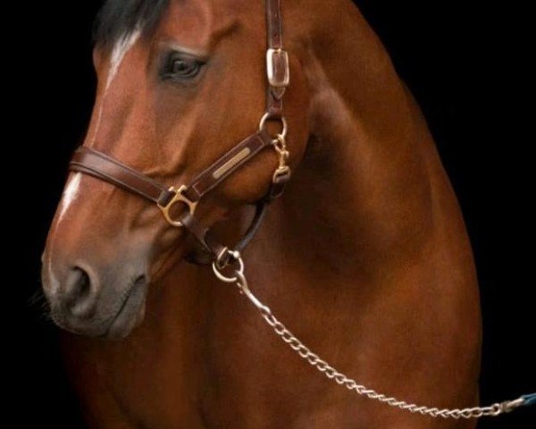 jumper Lacandor W (Hanoverian, 2012, from Lordanos)