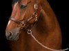 jumper Lacandor W (Hanoverian, 2012, from Lordanos)