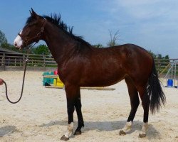 broodmare Babylou de Fondcombe (Selle Français, 2011, from Totilas)