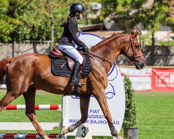 jumper Zarándok (Hungarian Warmblood, 2003, from Justboy)