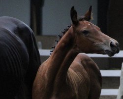 horse Farys P (Polnisches Warmblut, 2016, from Nevados S)