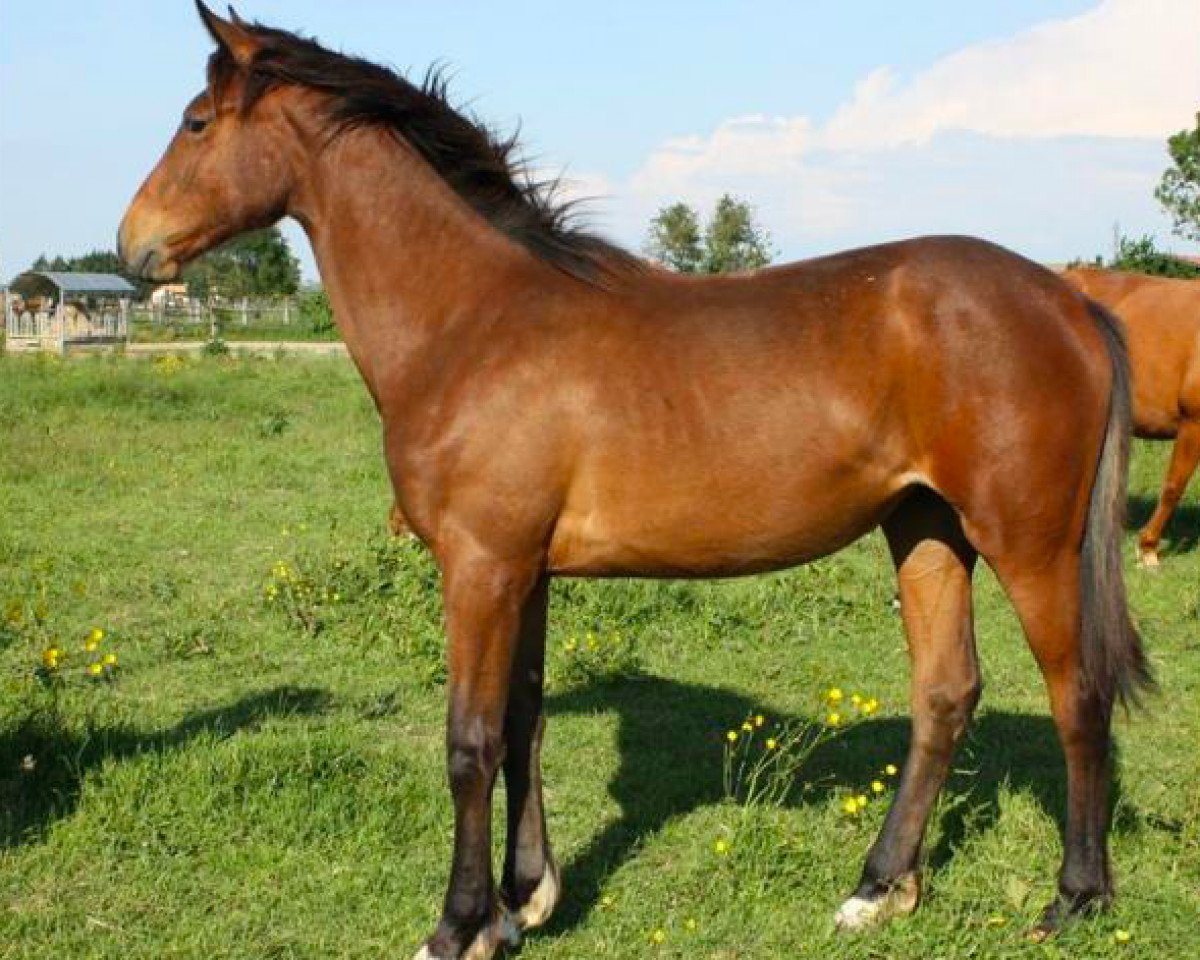 broodmare Varkadia de Brekka (Selle Français, 2009, from Ideal de La Loge)