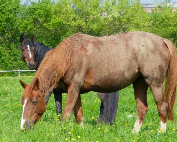 broodmare Ailyria de Fondcombe (Selle Français, 2010, from Quidam de Revel)