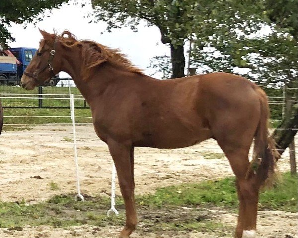Dressurpferd Sallinero HP (Hannoveraner, 2022, von Segantini 6)