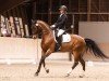 Dressurpferd Donovan 141 (Hannoveraner, 2014, von D-Online)