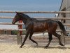 Springpferd Black Jack Fondcombe (Selle Français, 2011, von Quaprice Z)