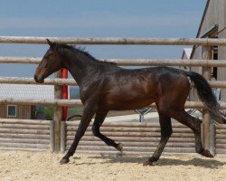 Springpferd Black Jack Fondcombe (Selle Français, 2011, von Quaprice Z)