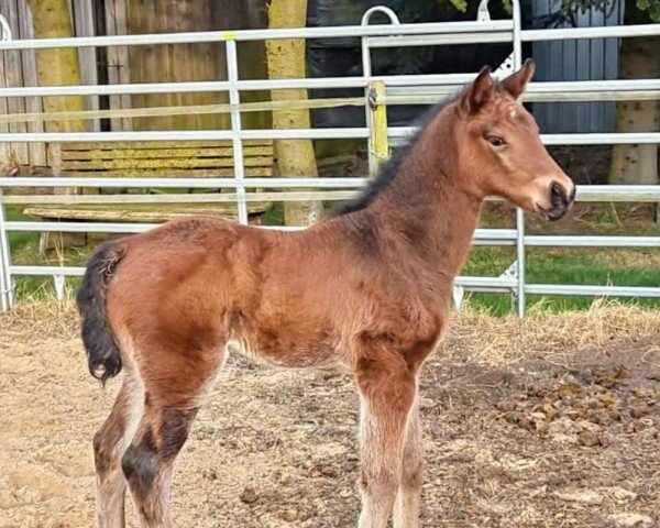 Fohlen von Gioia MW (Oldenburger Springpferd, 2025, von Casalou PS OLD)