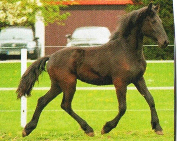 horse Maxima (Friese, 2012, from Pier 448)