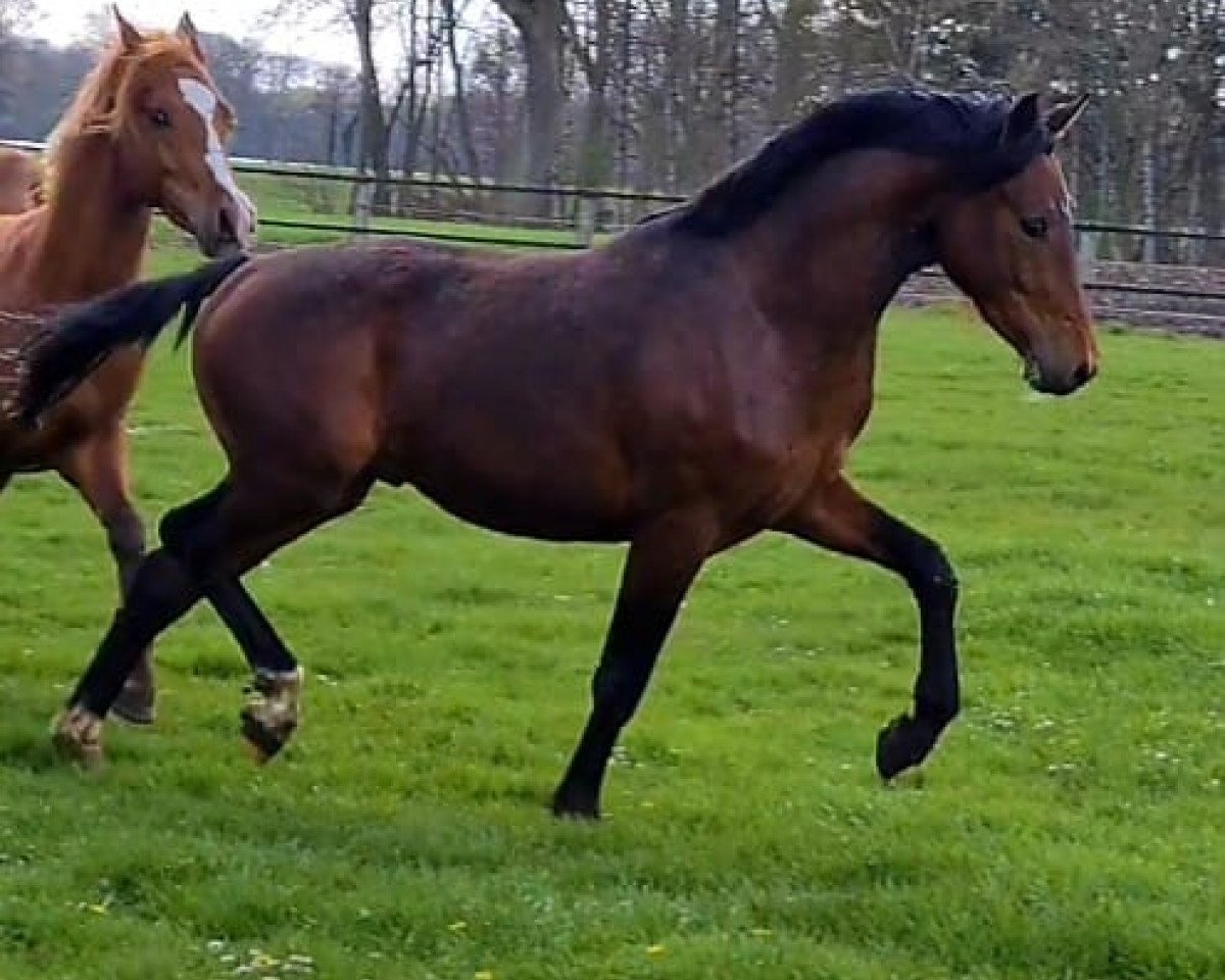 Dressurpferd Don Davidoff (Deutsches Reitpony, 2019, von Tackmanns Don Alonso NRW)