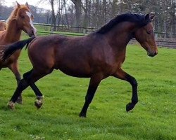 Deckhengst Don Davidoff (Deutsches Reitpony, 2019, von Tackmanns Don Alonso NRW)