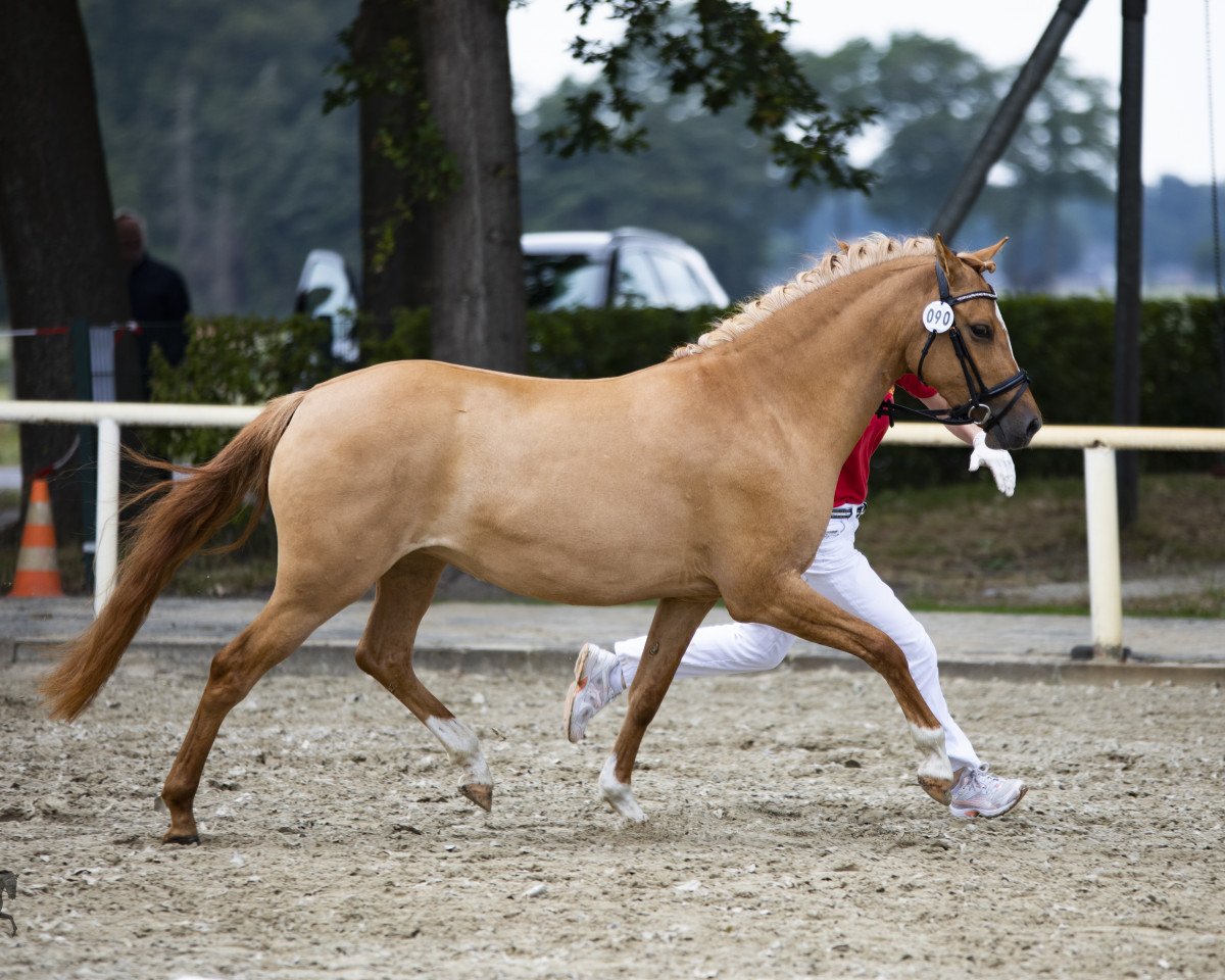 Zuchtstute Coralie (Deutsches Reitpony, 2017, von Dimension AT NRW)