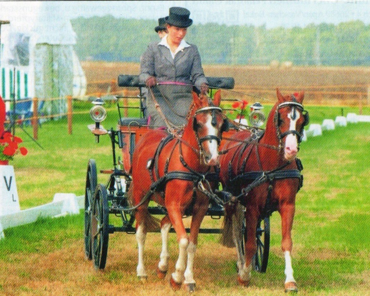 Pferd Torres (Welsh Pony (Sek.B), 2000, von Tizian)