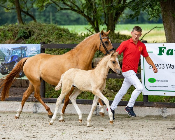 dressage horse Karl (German Riding Pony, 2021, from Komplett)