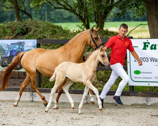 Dressurpferd Karl (Deutsches Reitpony, 2021, von Komplett)