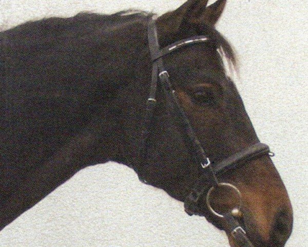 horse Don Enrico 2 (Hanoverian, 1997, from Don Eduardo)
