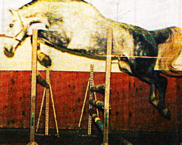 Springpferd Conrad 42 (Oldenburger, 1997, von Corradino)