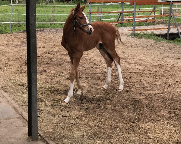 dressage horse Vytautas (Hanoverian, 2020, from Vidar)