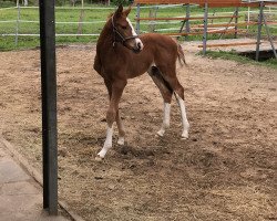 dressage horse Vytautas (Hanoverian, 2020, from Vidar)