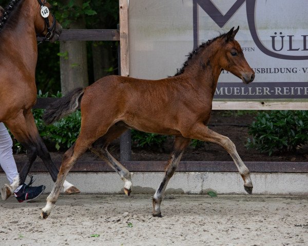 dressage horse Dropkick (German Riding Pony, 2021, from Tackmanns Don Alonso NRW)