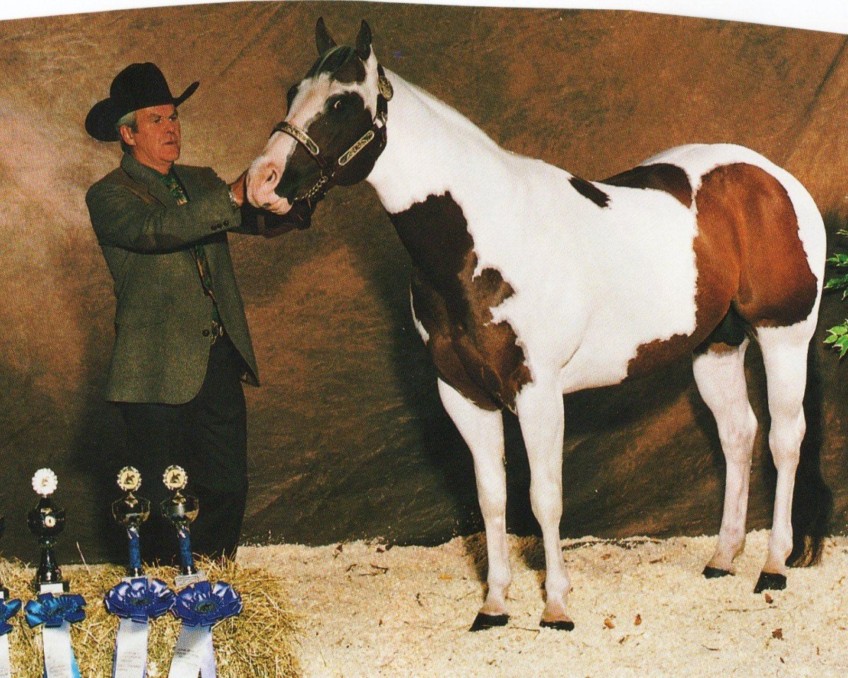 Deckhengst Openingnite Review (Paint Horse, 1989, von Impressive Review)