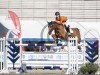 jumper Ensilla (Polish Warmblood, 2000, from Luron)