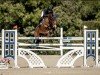 jumper Joberlina-W (KWPN (Royal Dutch Sporthorse), 2014, from Zirocco Blue)
