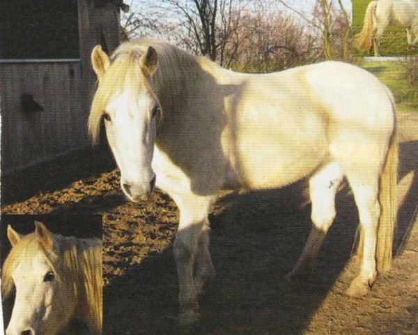 Pferd Bijou (Welsh, 1991, von Bimberg- Boyo)