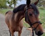 Springpferd Check me out 5 (Oldenburger Springpferd, 2019)