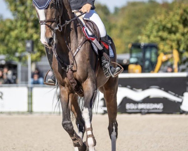 Springpferd Balou's Hope Cs (Oldenburger Springpferd, 2015, von Balou du Rouet)