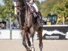 Springpferd Balou's Hope Cs (Oldenburger Springpferd, 2015, von Balou du Rouet)