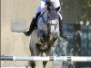 jumper Lacoste (Arabian purebred, 2015)