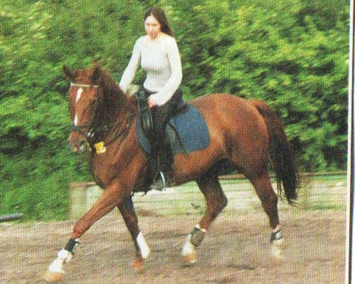 Zuchtstute Ginella (Westfale, 1994, von Ginelli)