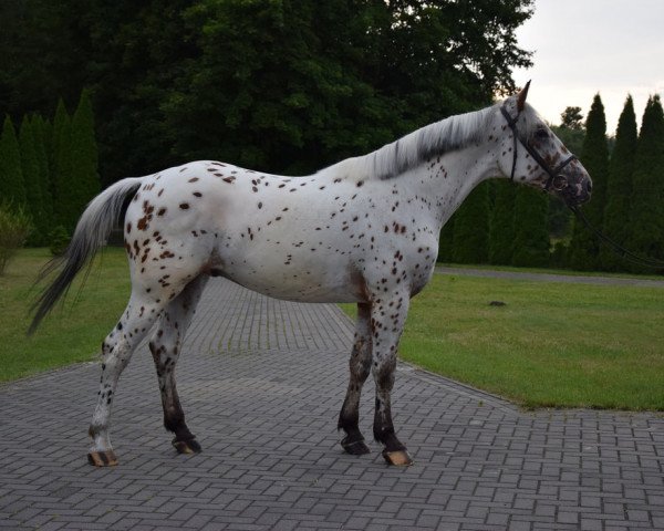Pferd Centurion (Polnisches Warmblut, 2019)