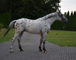 horse Centurion (Polish Warmblood, 2019)