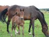 dressage horse Elvis CB (Westphalian, 2021, from Eckhardt)