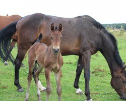 dressage horse Elvis CB (Westphalian, 2021, from Eckhardt)