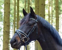 Dressurpferd Soel'rings Jolene (Deutsches Reitpony, 2016, von Soel'rings Cadeau Noir)