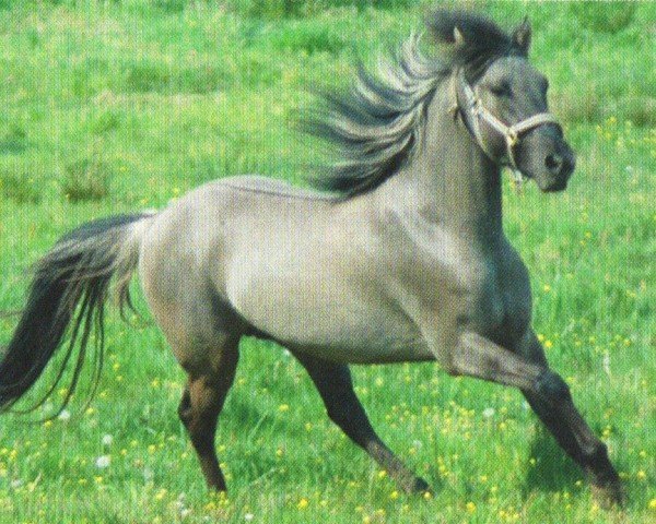 Dressurpferd Atlantico (Sorraia, 2005, von Saloio)