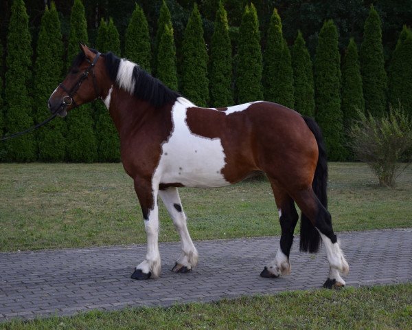 Pferd Gracja (Polnisches Kaltblut, 2017)