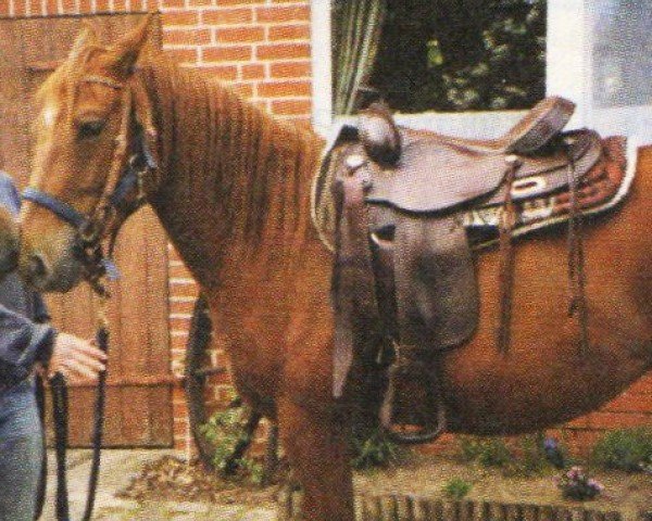 broodmare Colonels Ginger Ale (Quarter Horse, 2000, from Colonels Royal Flush)