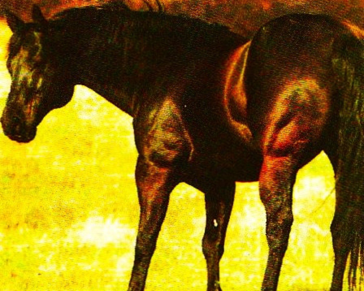 stallion Keen Freckles (Quarter Horse, 1983, from Colonel Freckles)