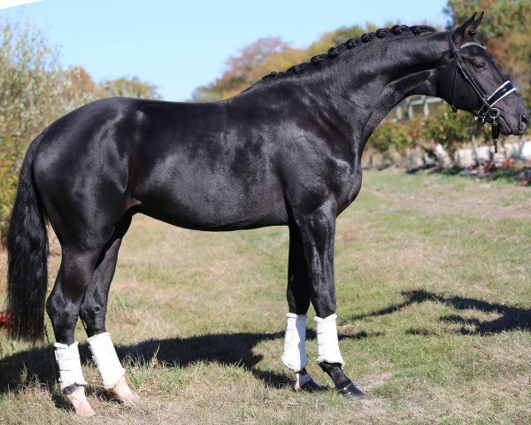 dressage horse L'AVENIR DU FEUILLARD (KWPN (Royal Dutch Sporthorse), 2016, from Galaxie)